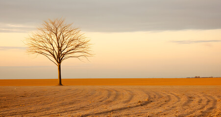 a lone tree on an empty field against the sky