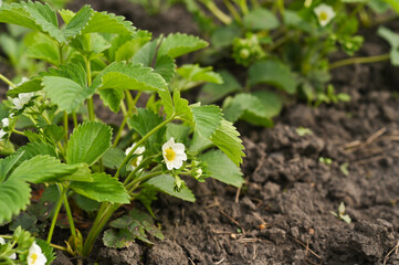 strawberry seedlings bloom in the garden