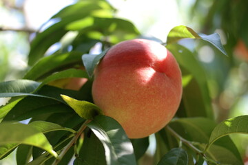 a peach fruit on a tree