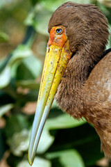 Portrait d'un tantale ibis