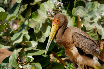 Portrait d'un tantale ibis