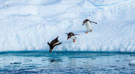 Gentoo Penguins leaping off ice