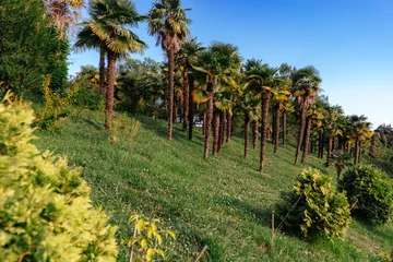 Fotobehang palm trees growing on slope with green grass in front of blue sky. Subtropical climate © Yulia Raneva