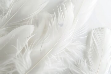Fototapeta na wymiar Ethereal Plumage: Fluffy White Feathers Adorning the Background