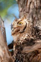 Spotted Eagle-Owl ( Bubo africanus) Kgalagadi Transfrontier Park, South Africa