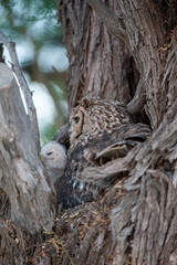 Spotted Eagle-Owl ( Bubo africanus) Kgalagadi Transfrontier Park, South Africa