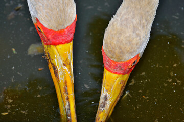 Tantales ibis se désaltérant dans une mare