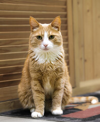 Ginger cat is sitting on the floor opposite the wooden door and looks ahead. Portrait, close up.
