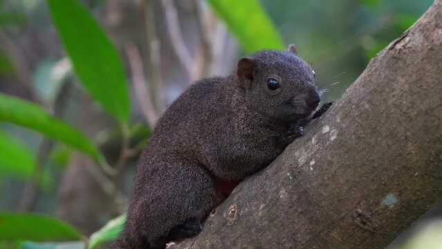 Cute Pallas's Squirrel Side View On Branch, Daan Forest Park In Taipei, Taiwan - Close Up