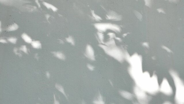 4K footage shadows of leaves moving slowly in the wind on a gray cement background.
