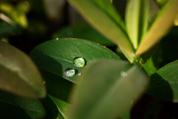 Macro raindrops background. Beautiful natural mesmerizing background. Raindrops on the green leaves of flowers in close-up. The concept of coolness summer morning relaxation privacy. Protect the water - 768489024