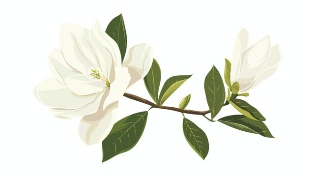 White Magnolia Flat vector isolated on white background