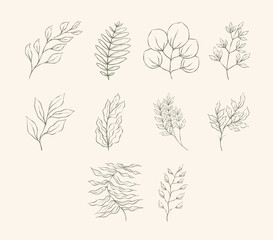 Leaf Illustration