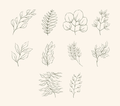 Leaf Illustration