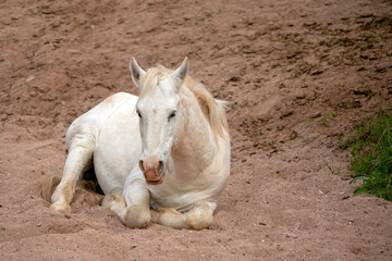 White wild horse mare laying down in dry sand wash in the Salt River wild horse management area near Scottsdale Arizona United States