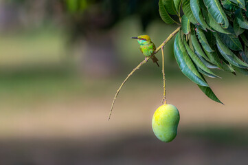 Green Bee Eater with Mango 