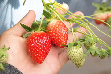 strawberry