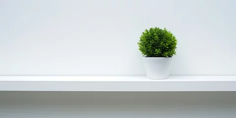 Fotobehang  Fresh green spherical plant in a white pot, depicting serenity and clean design. © Sergei