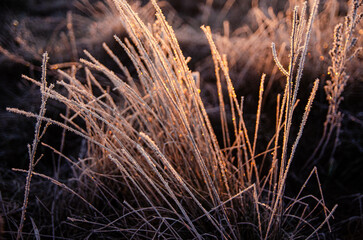 grass in frost, frosty morning, indium