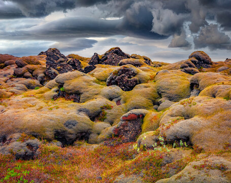 Field with huge volcanic boulders is completely covered with yellow moss. Wonderful summer scene of Iceland with snowy mountains on background.