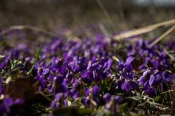 The fragrant violet Viola odorata blooms in the forest. The first spring flowers are waking up. Beautiful purple glades in the rays of the sun. Wild medicinal plants. Blurred background, soft focus - 768499253