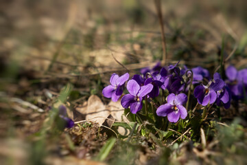 The fragrant violet Viola odorata blooms in the forest. The first spring flowers are waking up. Beautiful purple glades in the rays of the sun. Wild medicinal plants. Blurred background, soft focus - 768499480