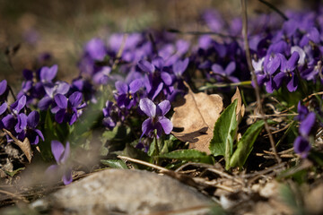 The fragrant violet Viola odorata blooms in the forest. The first spring flowers are waking up....