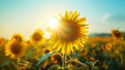A vibrant sunflower stands tall, illuminated by sunlight against a backdrop of clear sky and sun...