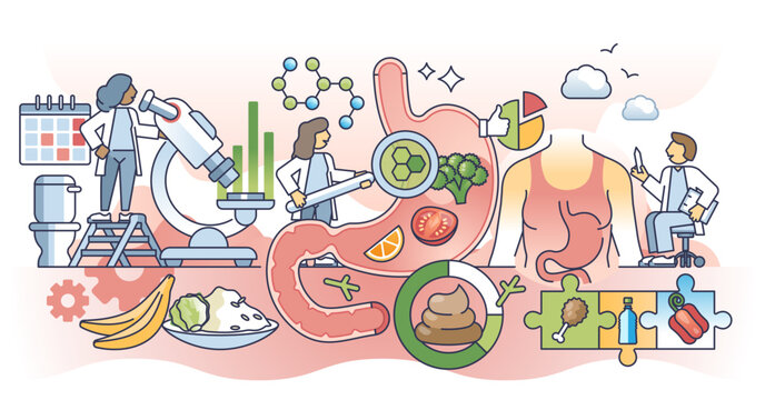 digestion process research, medical, colorful, line art clip art preview
