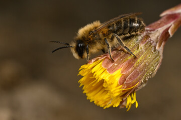 Wildbiene: Frühlings-Seidenbiene (Colletes cunicularius) auf Huflattich // spring mining bee on...