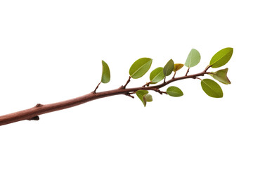 A branch filled with lush green leaves. The leaves are vibrant and healthy, creating a striking contrast against the simplicity of the white backdrop. Isolated on a Transparent Background PNG.