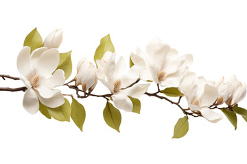 A branch covered in white flowers and green leaves. The delicate petals contrast beautifully with the vibrant foliage. Isolated on a Transparent Background PNG.