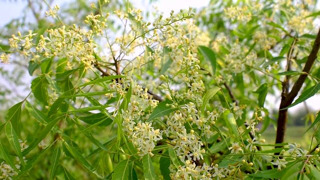 Medicinal ayurvedic azadirachta indica or Neem leaves and flowers. Very powerful medicinal tree