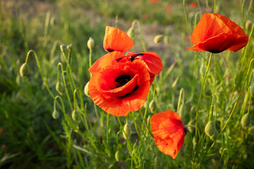 Poppies field sunset. Bright scarlet flowers in the orange sunset light. Warm atmospheric summer landscape. Natural background for design, wallpaper, paintings. Wild wildflowers in the setting sun - 768505606