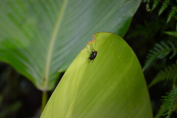a fruit fly landed on a green leaf