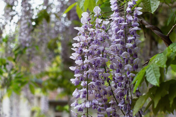 Purple wisteria blooms in the spring garden in close-up. Delicate purple flowers in raindrops. Beautiful atmospheric spring background. Blurred movements, selective focus. Femininity, fragility - 768505896