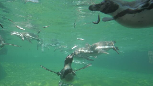 Shot of penguins underwater in a zoo catching fish to eat.