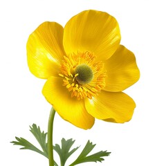 Yellow anemone flower isolated on white background