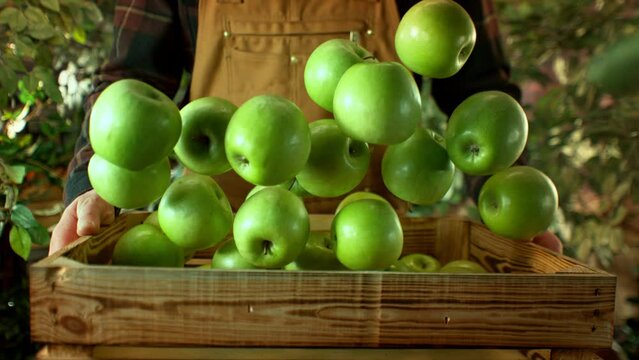 Super Slow Motion Shot of Green Apples Falling into Wooden Box Held by a Farmer at 1000fps