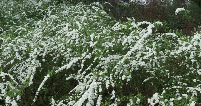 Ornamental shub of Bridal wreath or Foam of may (Spirea arguta) with elegant white flowers in corymbs and lanceolate light green small leaves along arching fine shoots swaying lightly in the wind

