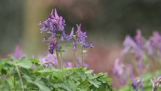 The delicate mauve Bird in a Bush wild flower on the woodland floor in Worcestershire, England.  The little flower is native to Europe and Asia.