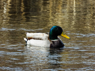 duck on the water