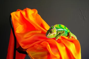 Kussenhoes chameleon on a fluorescent orange scarf draped over chair © studioworkstock