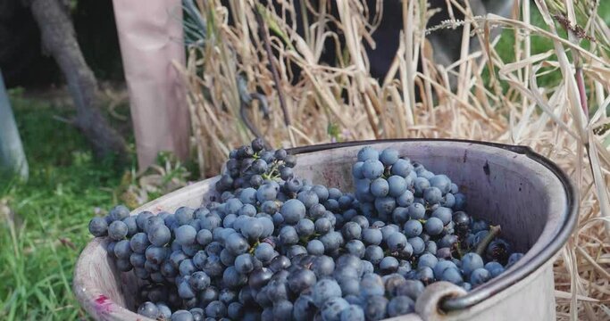Red grapes after the grape harvest in the bucket