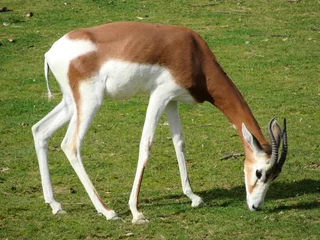 Brushed aluminium prints Antelope Antilope