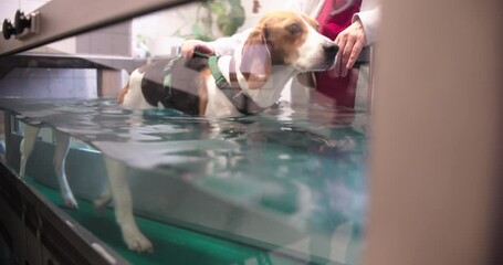Dog undergoes underwater therapy on a treadmill in animal physiotherapy