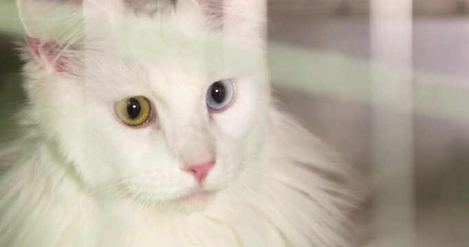White cat with different eye colors looks friendly