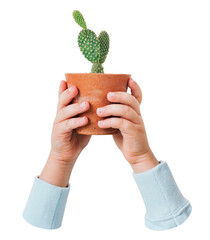 Cactus plant png sticker, transparent background - 768514660