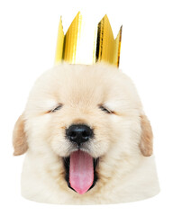 Puppy with gold crown png sticker, transparent background - 768514699