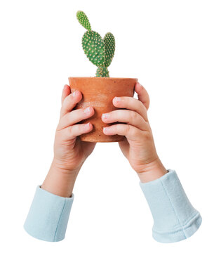 Cactus plant png sticker, transparent background